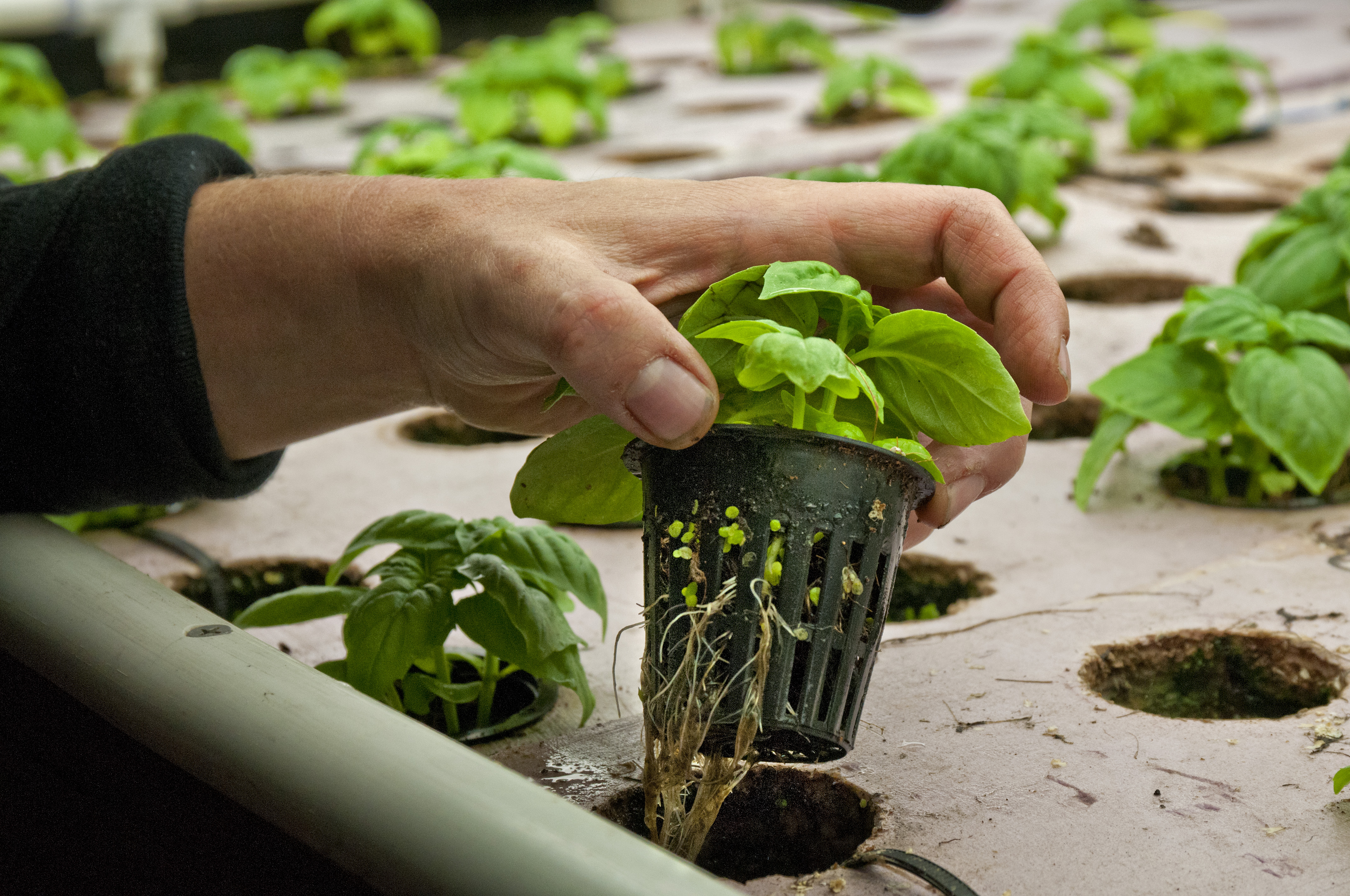 An Agri-Food Alliance for the 21st Century